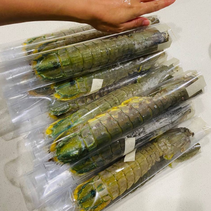 Fresh Mantis Shrimp (Xia Ba / 虾婆) – Wild Caught, Large Size 皮皮虾