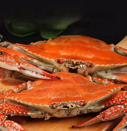 🦀 Premium Swimming Crabs: Bursting with Roe & Live to Your Door